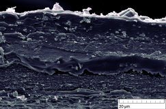 obrázek z Společná laboratoř elektronové mikroskopie